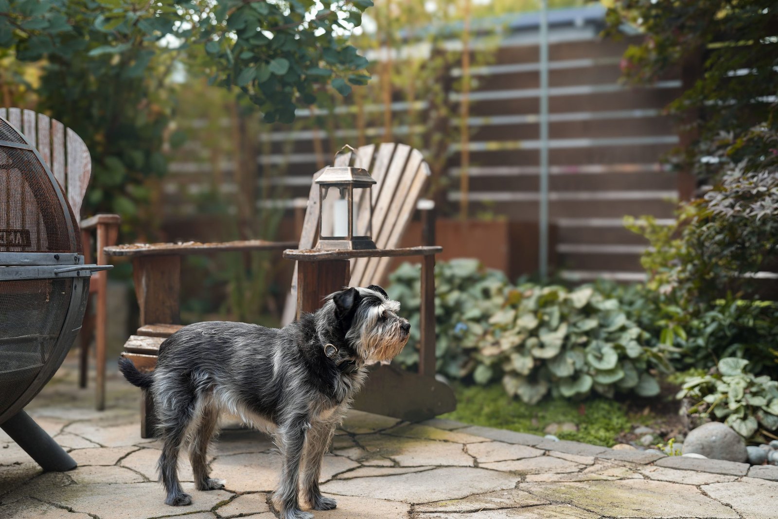 Dog standing outdoors in Chateau Doggo's secure yard