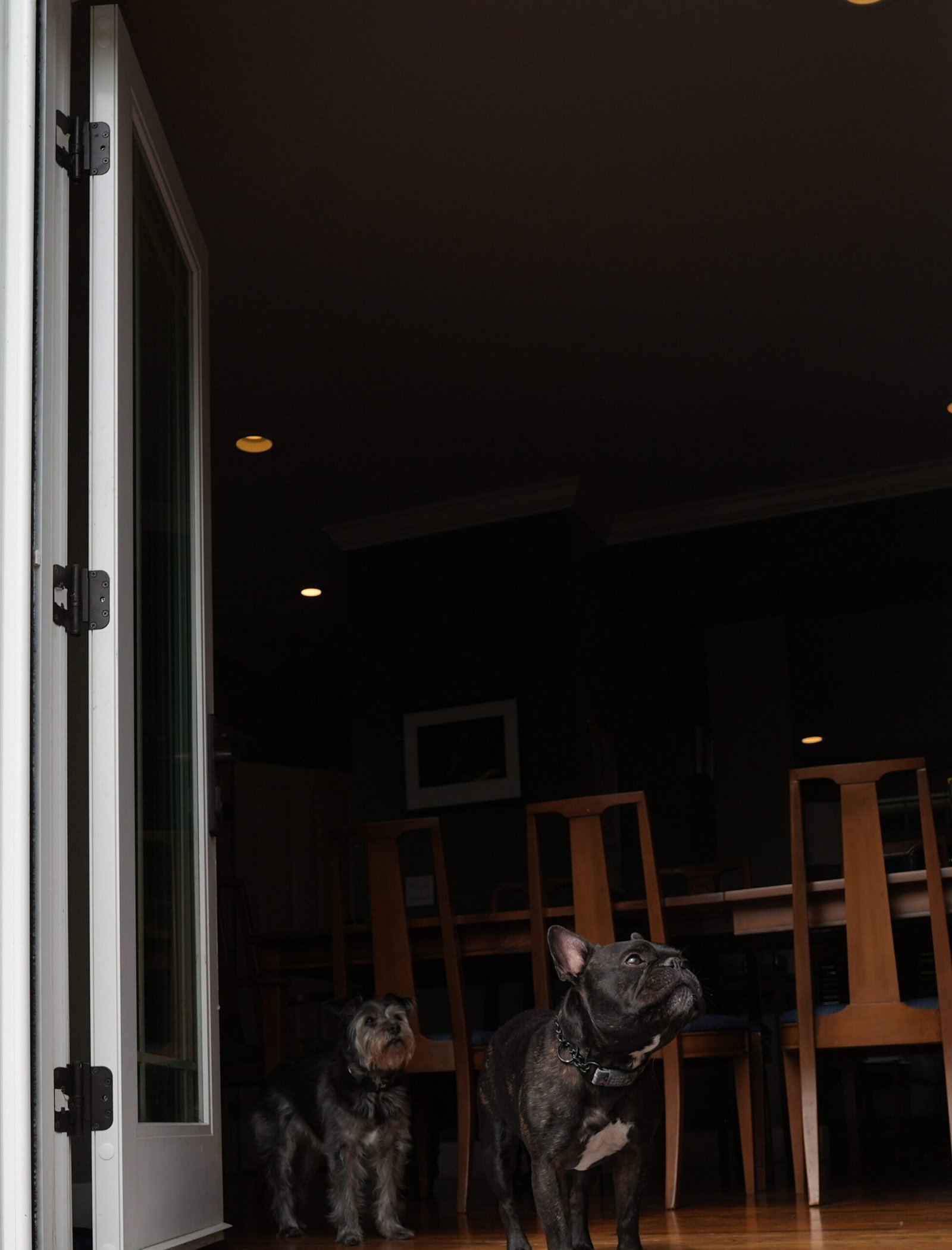 Two dogs standing in the open doorway at Chateau Doggo