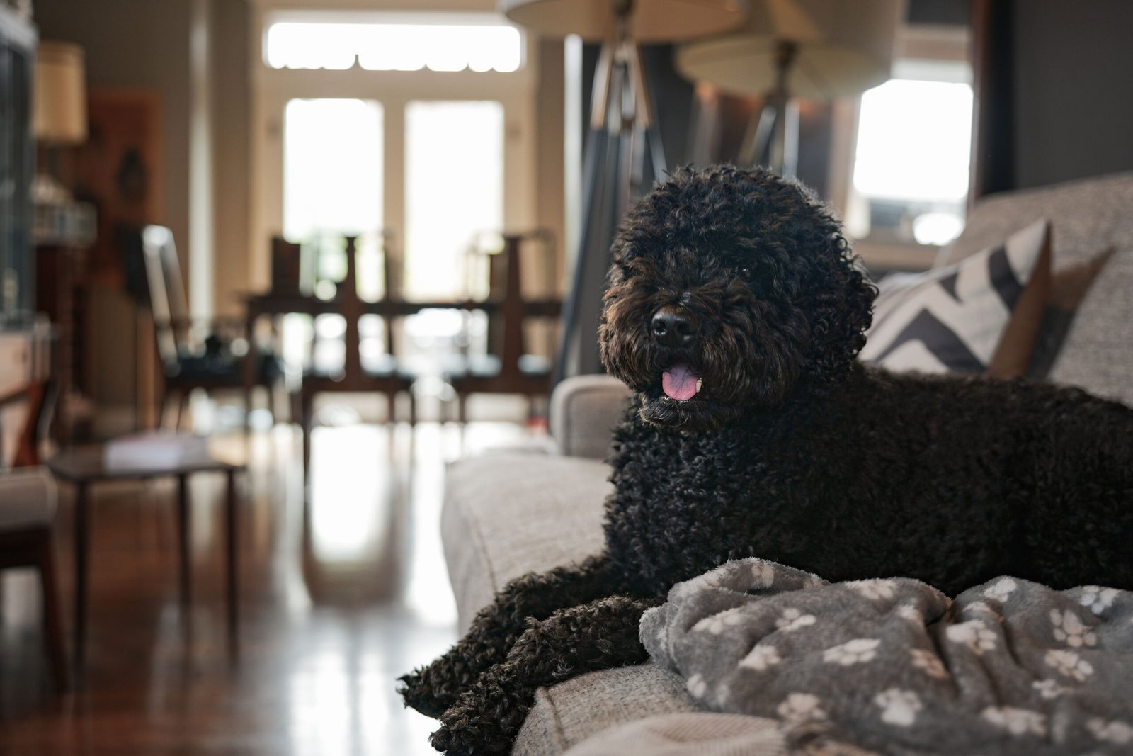 Black dog resting on a sofa inside Chateau Doggo