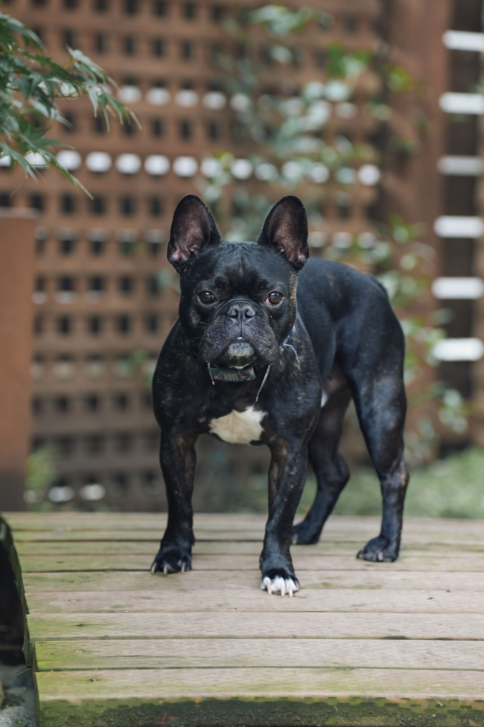 Black French bulldog in the outdoor area at Chateau Doggo