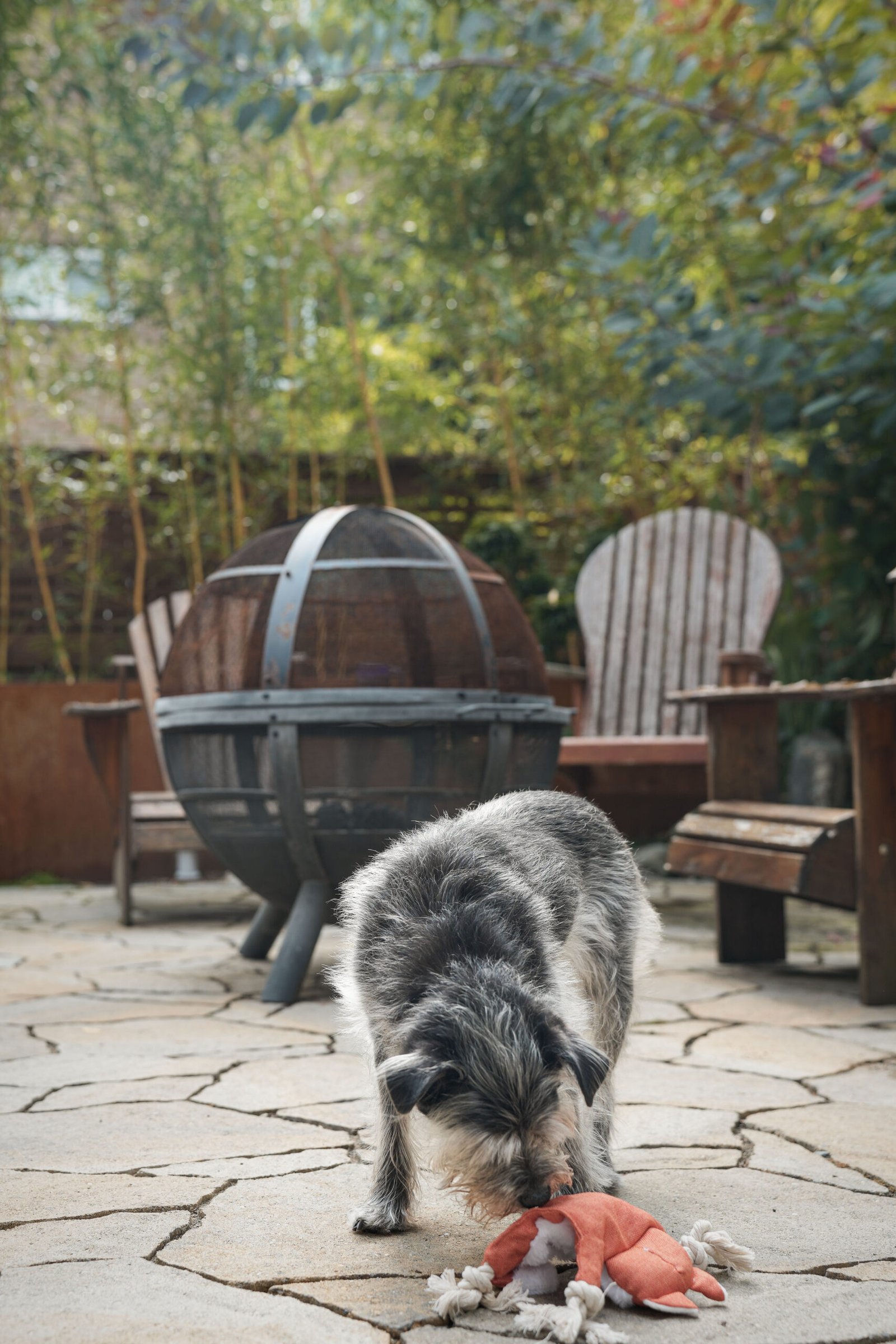 Dog playing with a toy in the outdoor area at Chateau Doggo