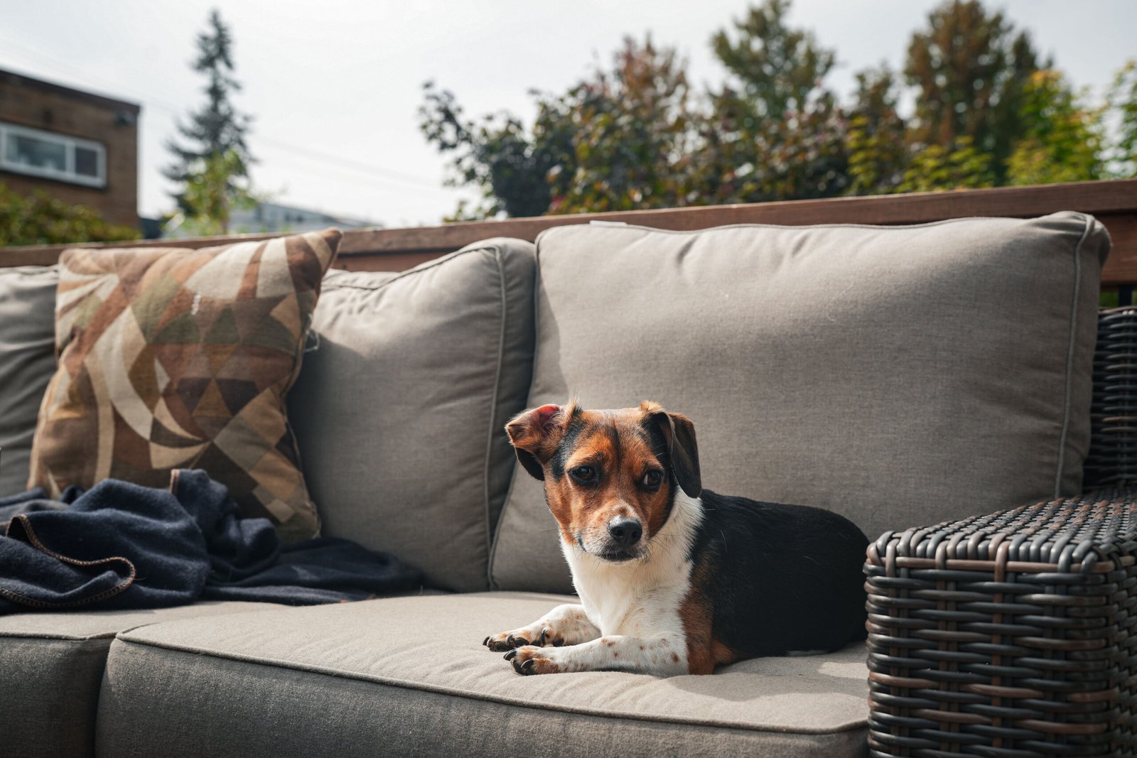 Dog resting on an outdoor sofa at Chateau Doggo
