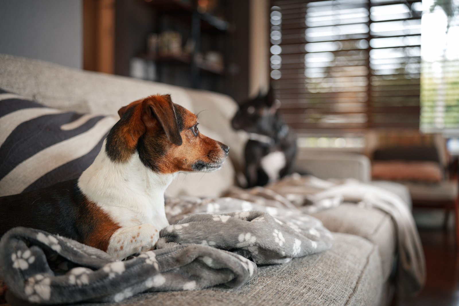 Two dogs relaxing together on a sofa at Chateau Doggo